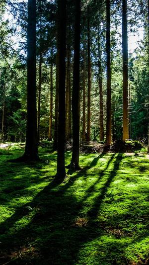 seo.chinaz.com截图1