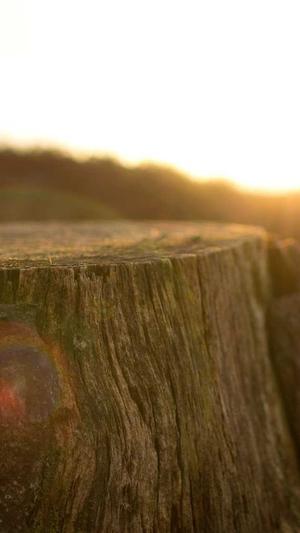 头条蜘蛛池租用找哪家截图1