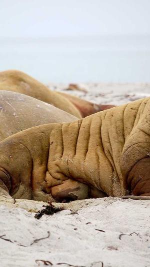 seo优化建议站长工具截图1