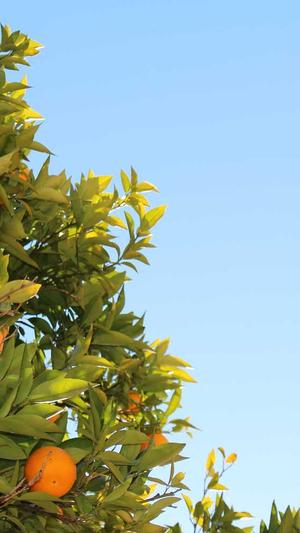 seo优化建议站长工具截图2