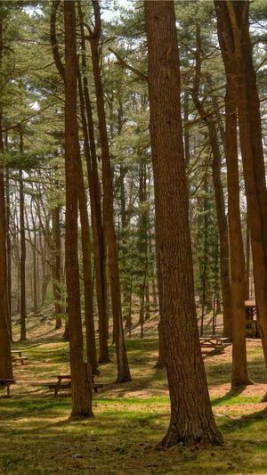 站长工具SEO截图3