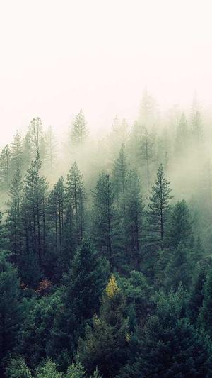 泛目录解析站群最新截图2