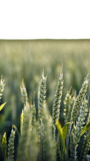 安徽seo优化截图1