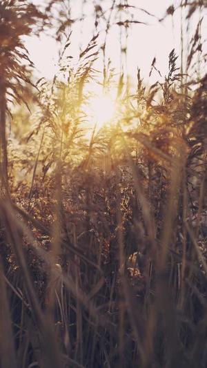 用什么程序来做蜘蛛池截图1