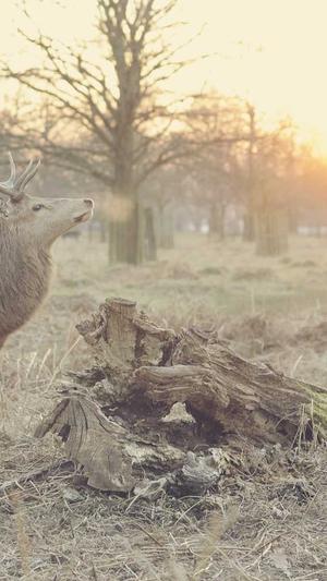 万能免费seo工具箱截图3