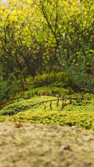 百度seo收费外推泛目录截图3