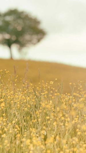 万能免费seo工具箱截图1