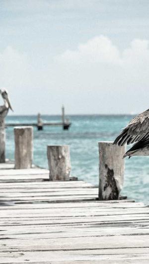 阿里蜘蛛池官网截图1