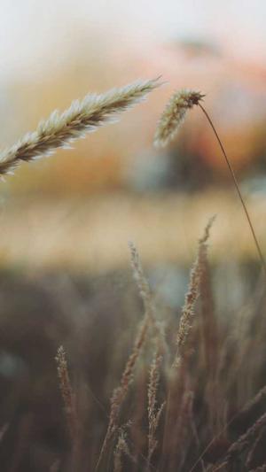 seo自动推广工具快排截图1